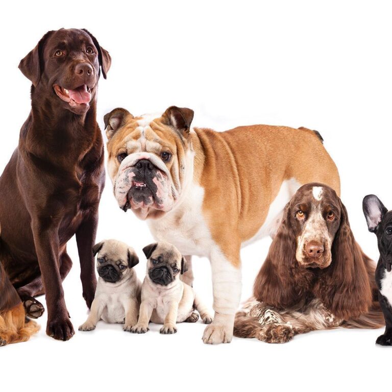 Fotobehang - Animal portrait - dogs with a brown labrador in the centre on a white background