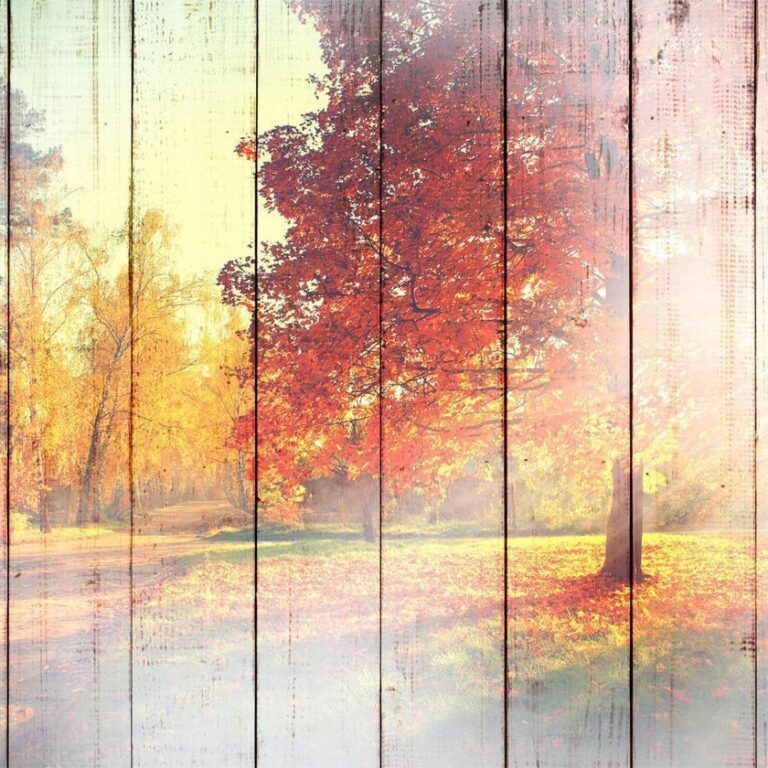 Fotobehang - Autumn Sun