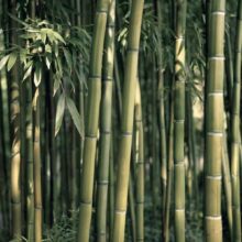 Fotobehang - Bamboo Exotic