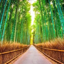 Fotobehang - Bamboo Forest
