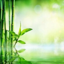 Fotobehang - Bamboo Grove