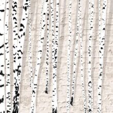 Fotobehang - Birchen Grove
