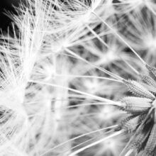 Fotobehang - Black and white dandelion