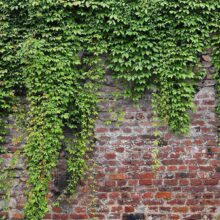 Fotobehang - Brick and ivy