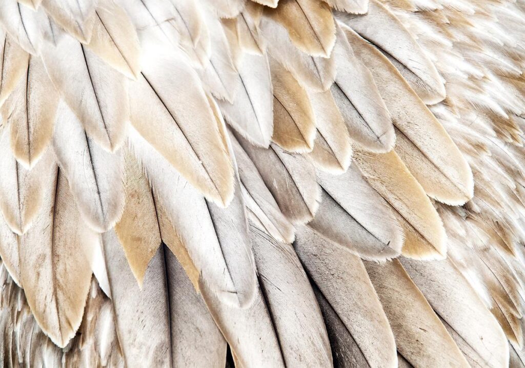 Fotobehang - Close-up of bird's wings - uniform close-up on beige bird feathers - Afbeelding 2