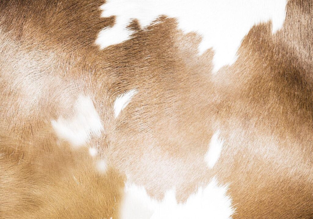 Fotobehang - Cow Patches - Afbeelding 2