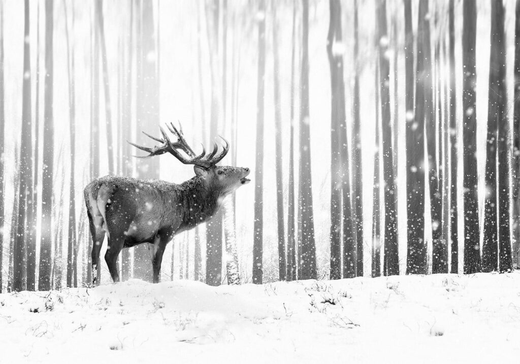 Fotobehang - Deer in the Snow (Black and White)