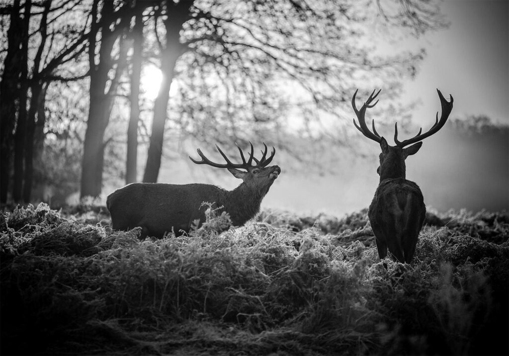 Fotobehang - Deers in the Morning - Afbeelding 2