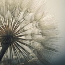 Fotobehang - Ephemerality