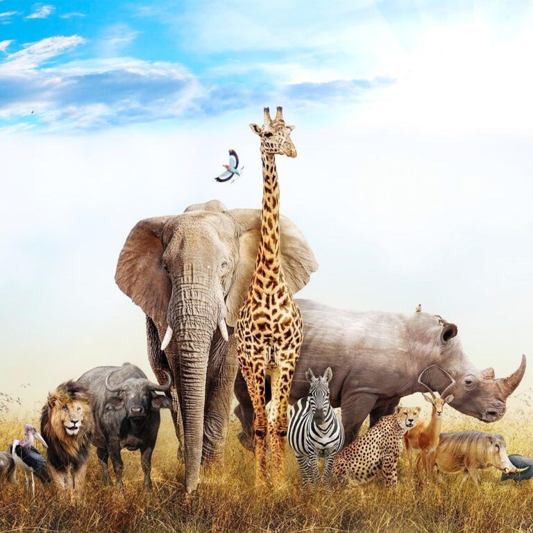 Fotobehang - Fauna of Africa