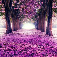 Fotobehang - Flower road