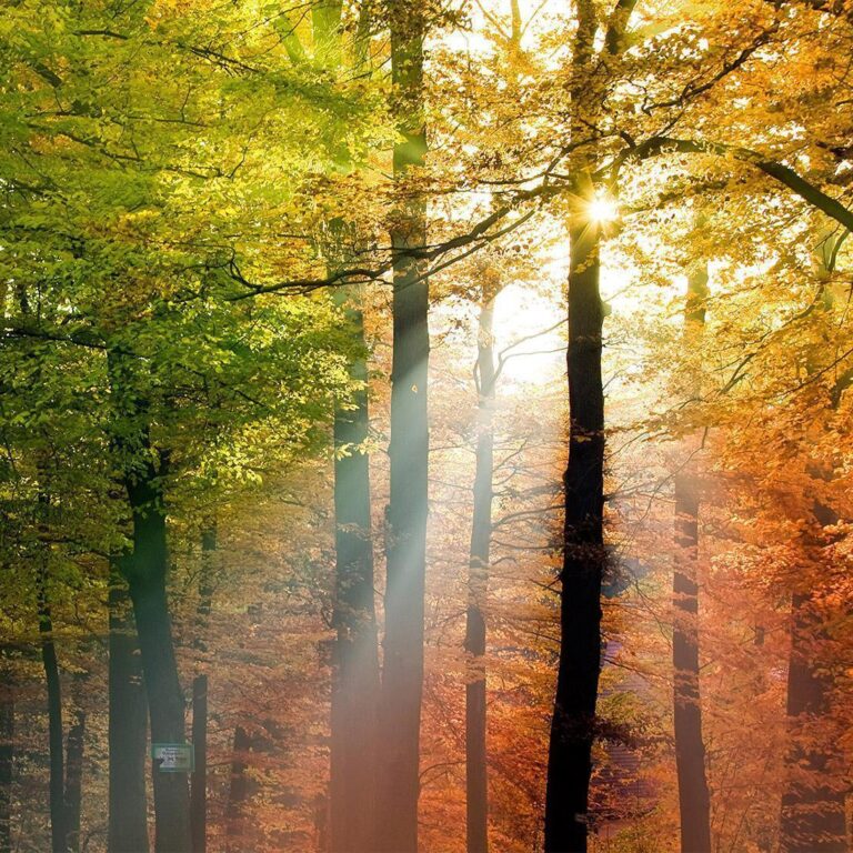 Fotobehang - Forest Colours