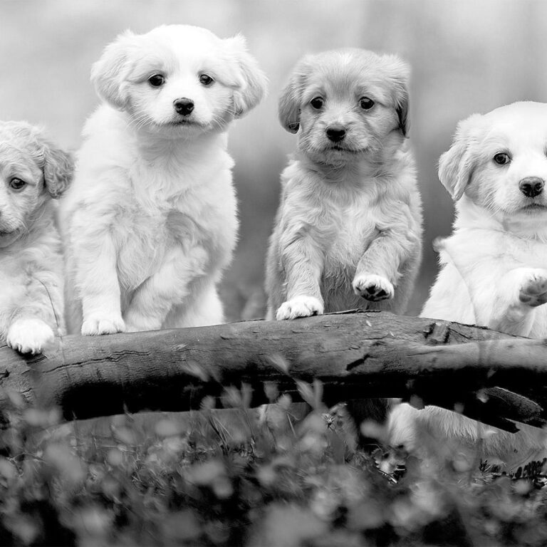 Fotobehang - Four Puppies