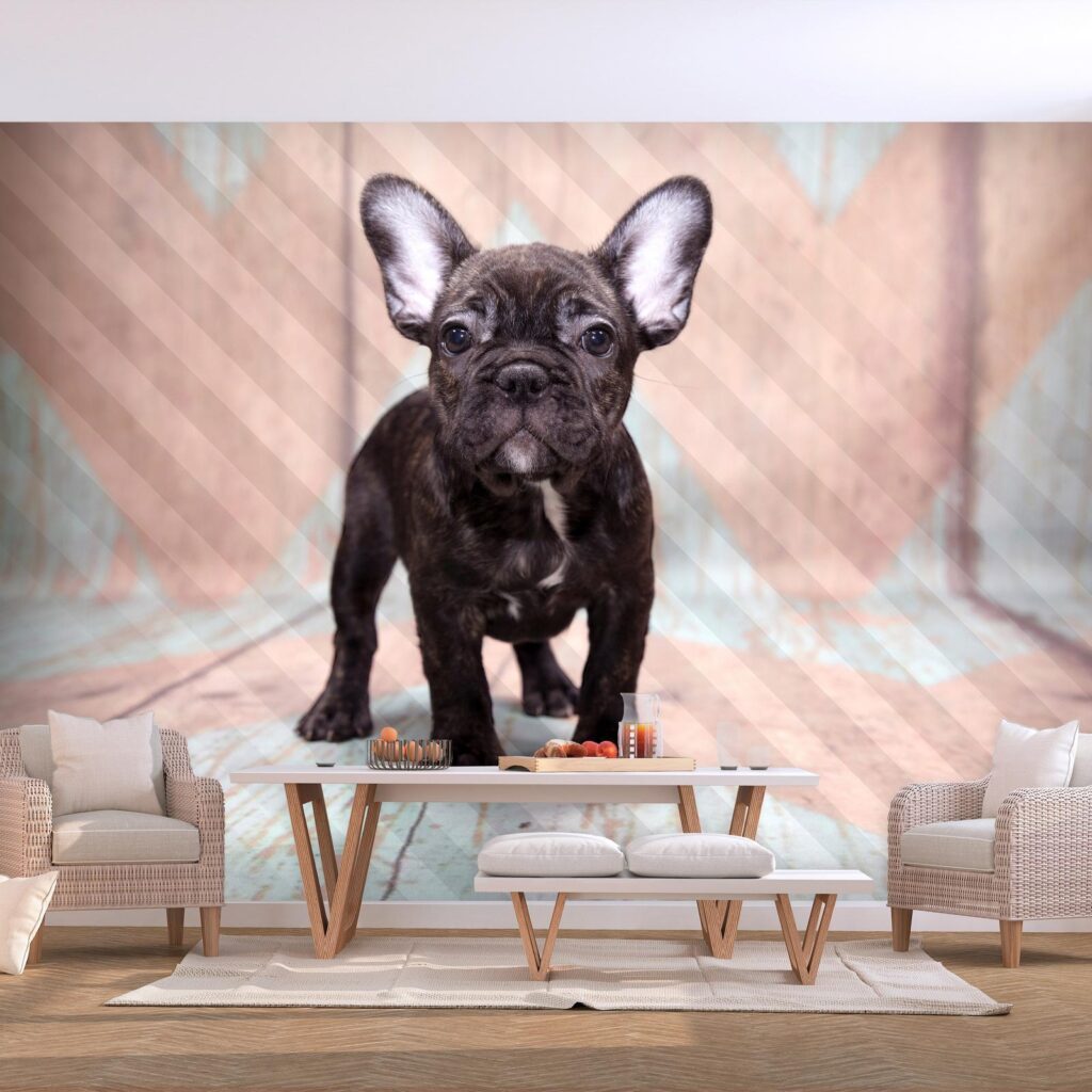 Fotobehang - French Bulldog - Afbeelding 2