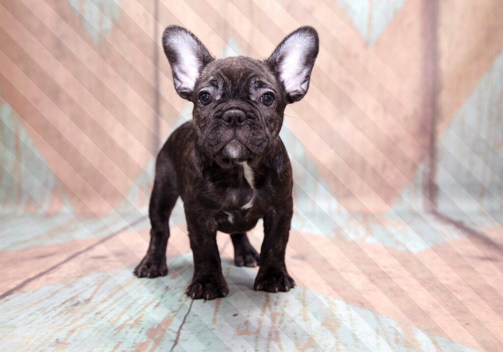 Fotobehang - French Bulldog