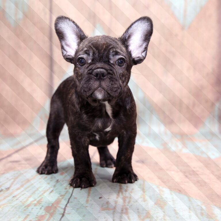 Fotobehang - French Bulldog