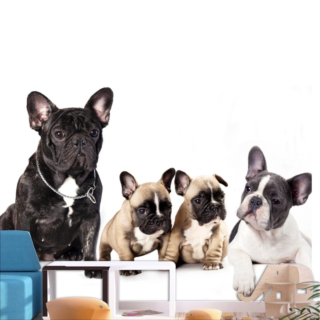 Fotobehang - French Dogs - Afbeelding 2
