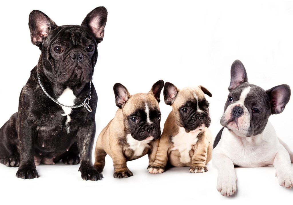 Fotobehang - French Dogs