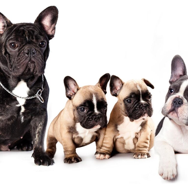 Fotobehang - French Dogs