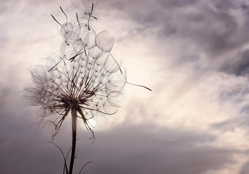 Fotobehang - Gentle Wind