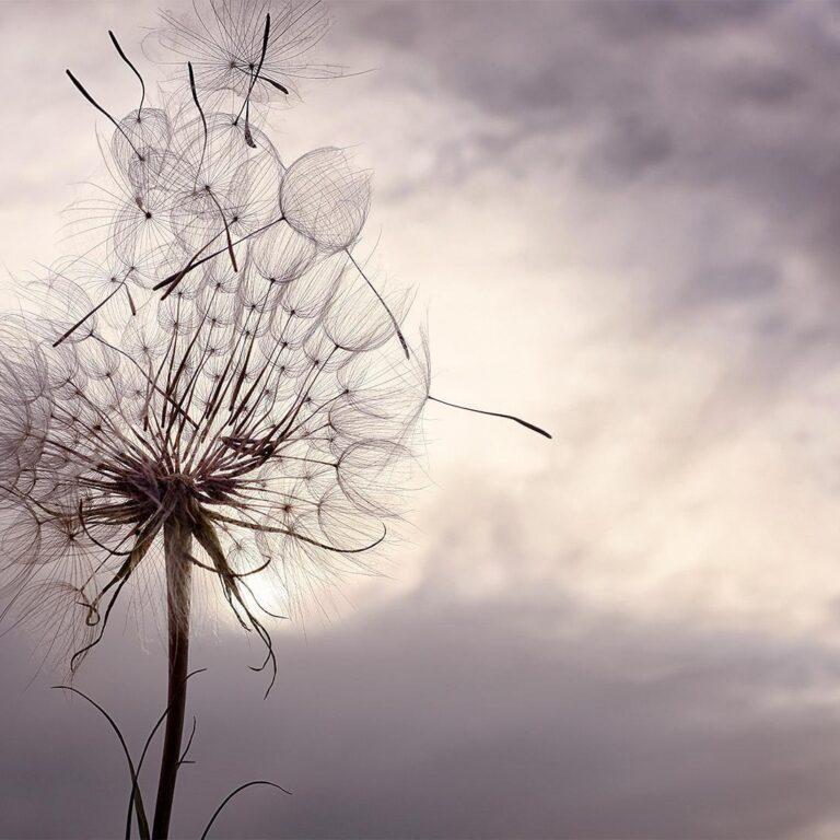Fotobehang - Gentle Wind