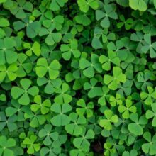 Fotobehang - Green Clover