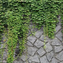 Fotobehang - Green wall