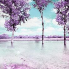 Fotobehang - Heather landscape