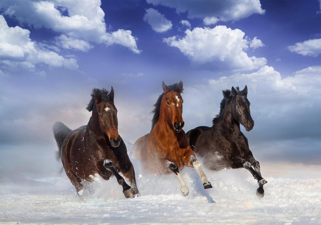 Fotobehang - Horses in the Snow