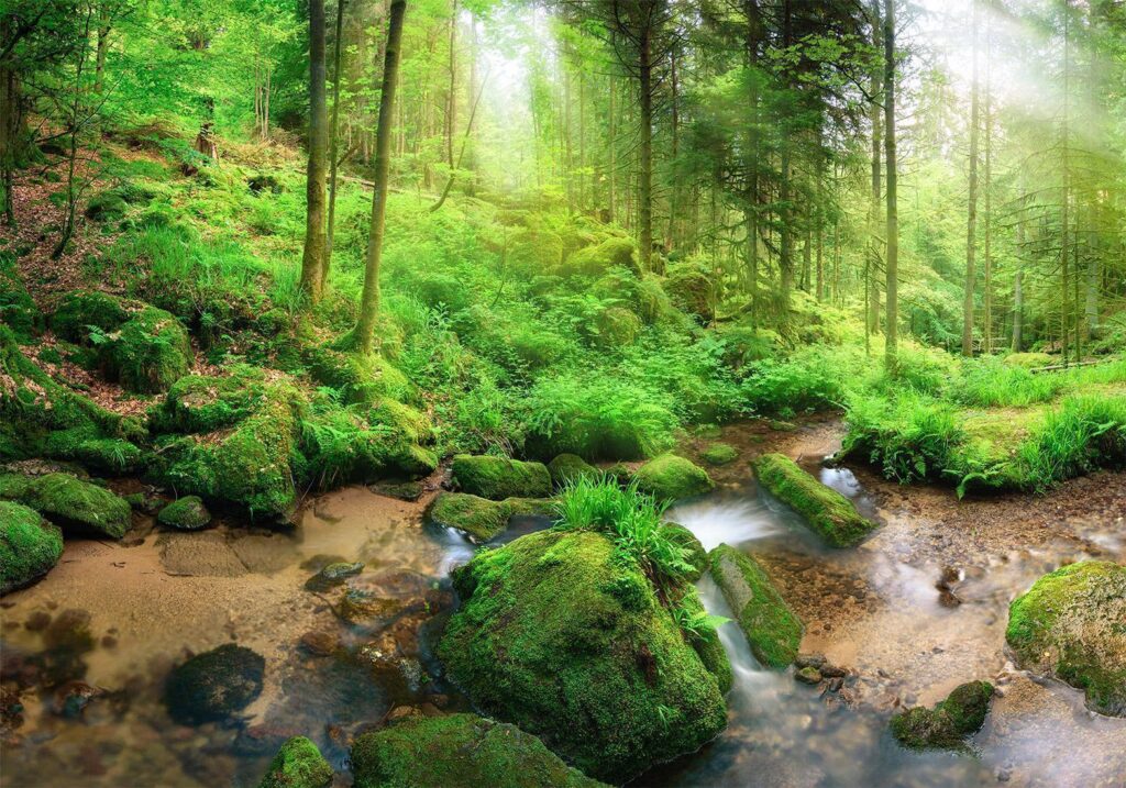 Fotobehang - Humid Forest