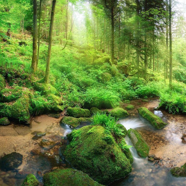 Fotobehang - Humid Forest