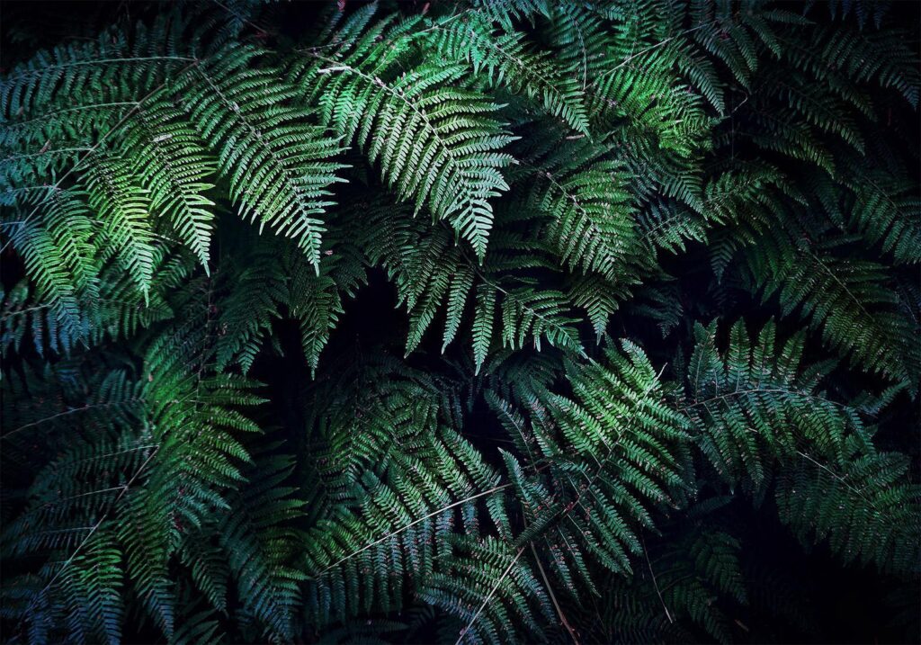 Fotobehang - In the Thicket