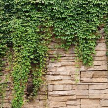 Fotobehang - Ivy wall