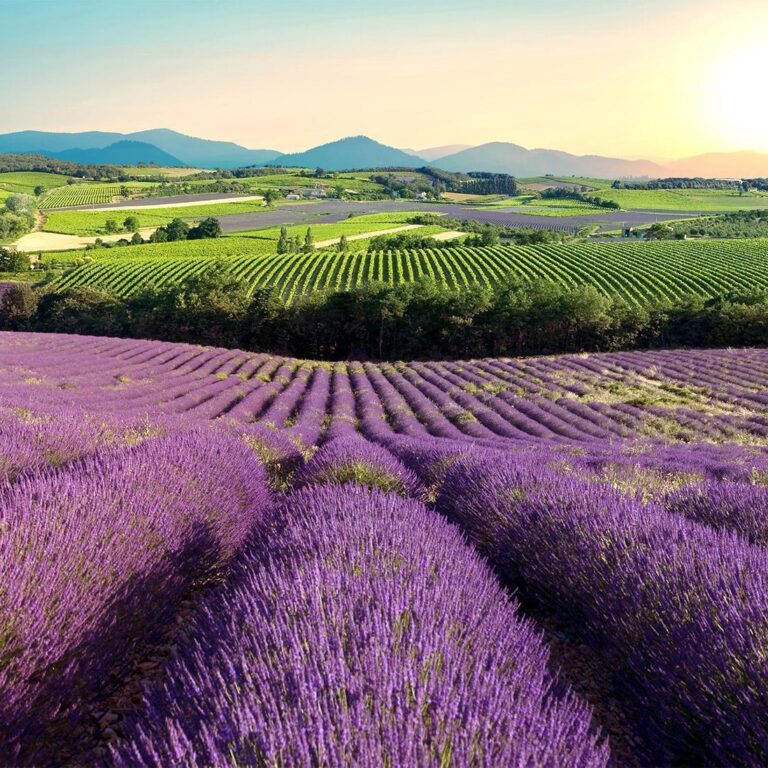 Fotobehang - Lavender Field