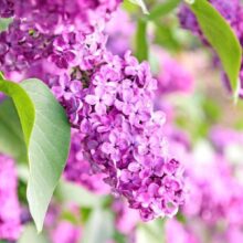 Fotobehang - Lilac flowers