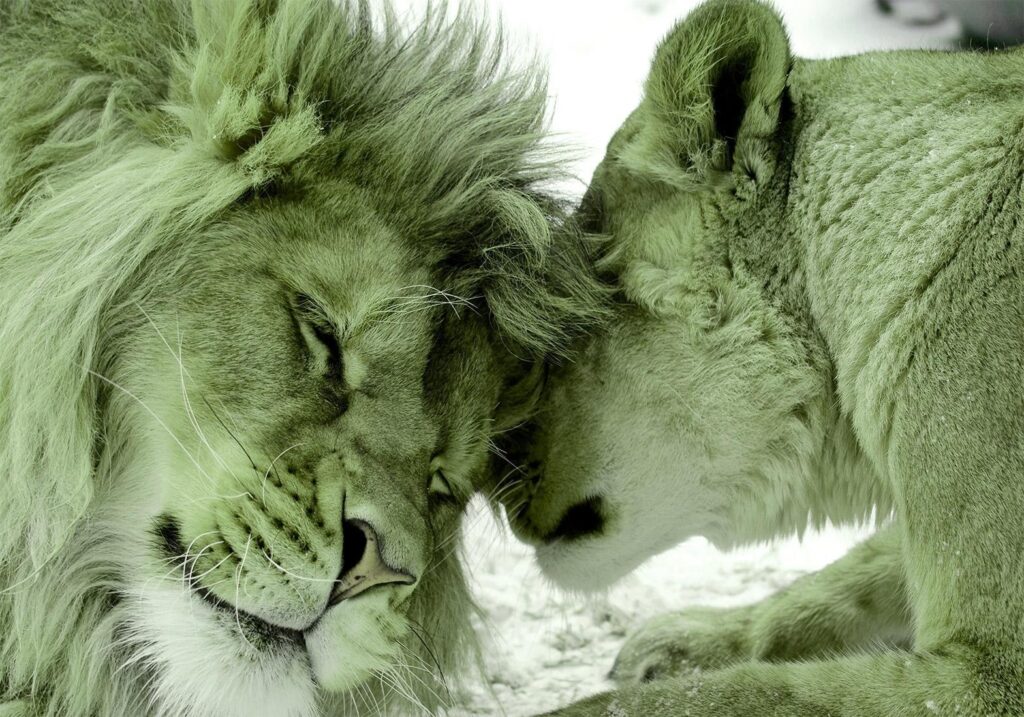 Fotobehang - Lion Tenderness (Green)