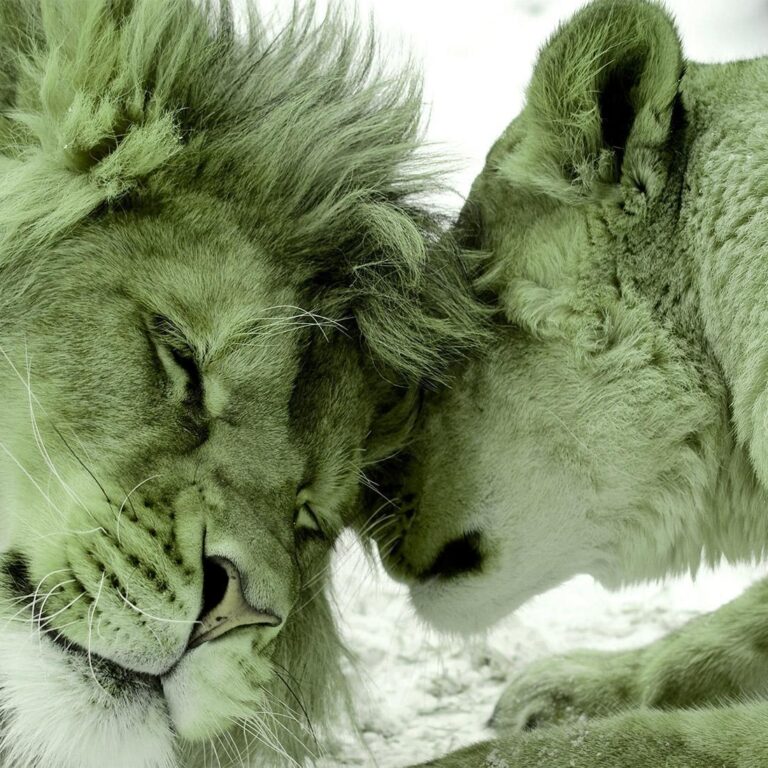 Fotobehang - Lion Tenderness (Green)