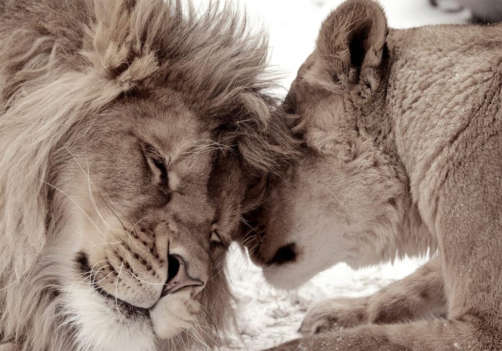 Fotobehang - Lion Tenderness (Sepia) - Afbeelding 2