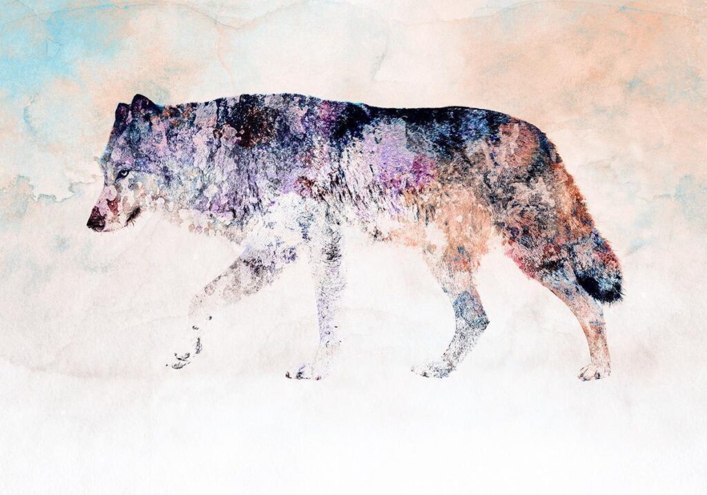 Fotobehang - Lonely Wolf - Afbeelding 2