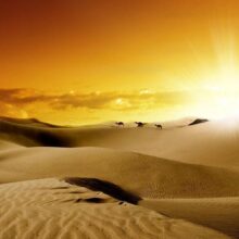 Fotobehang - March of camels