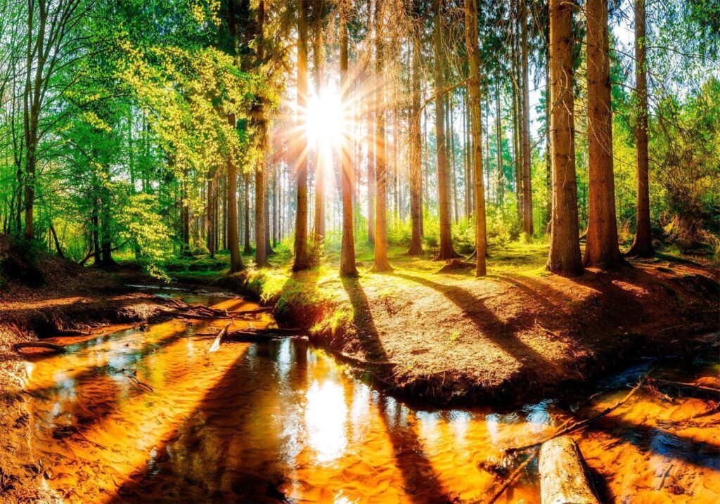 Fotobehang - Marvelous Forest
