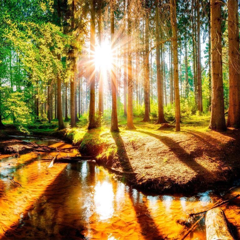 Fotobehang - Marvelous Forest
