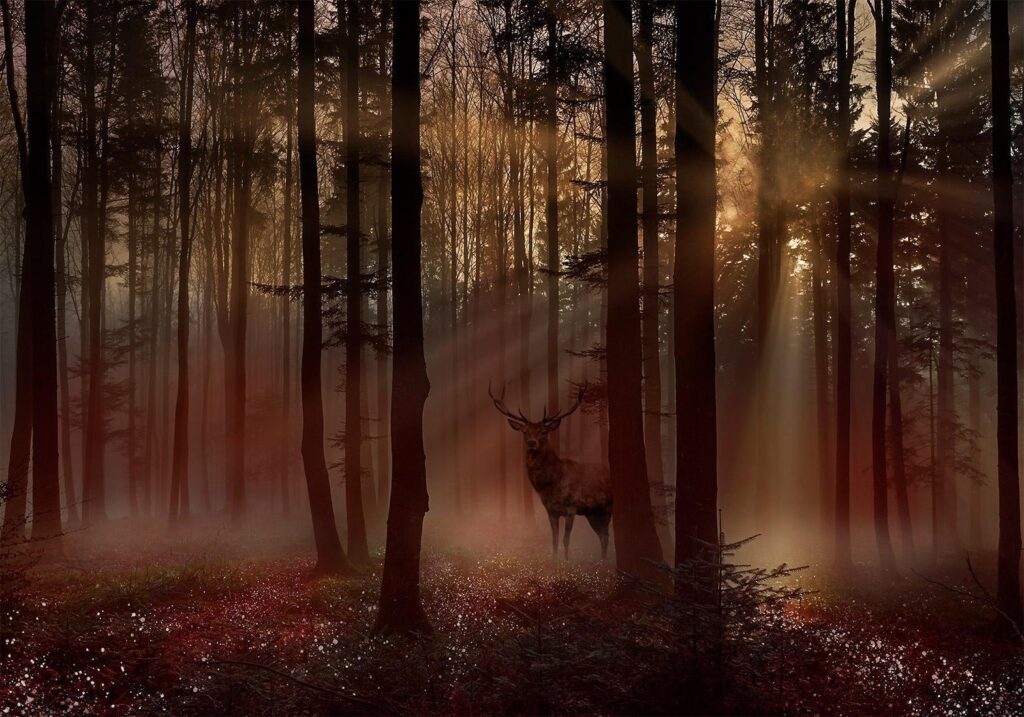 Fotobehang - Mystical Forest - First Variant