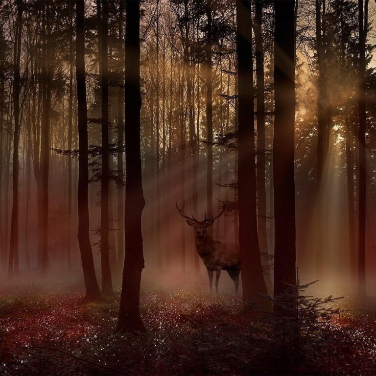 Fotobehang - Mystical Forest - First Variant