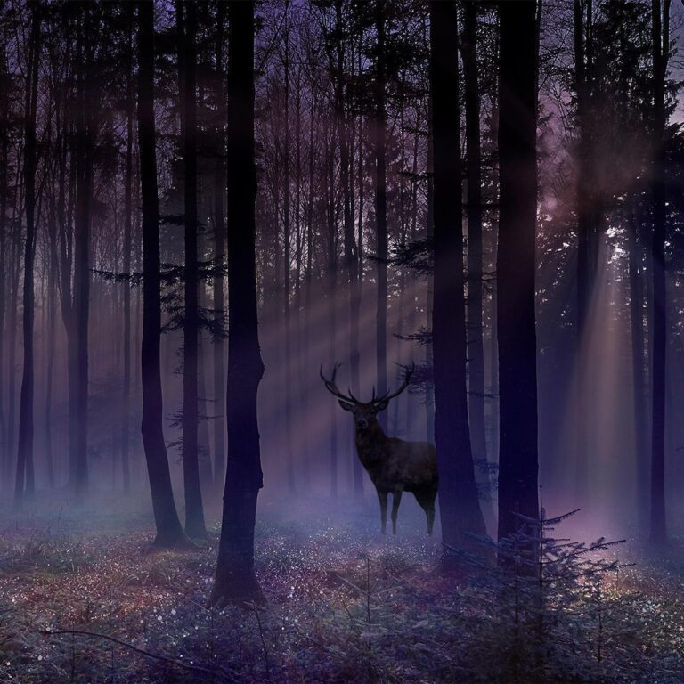 Fotobehang - Mystical Forest - Second Variant
