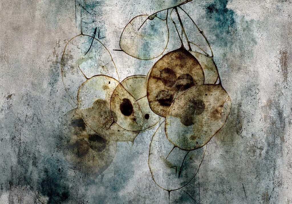 Fotobehang - Nature and Lunaria