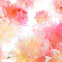 Fotobehang - Pastel peonies