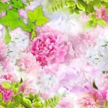 Fotobehang - Peonies
