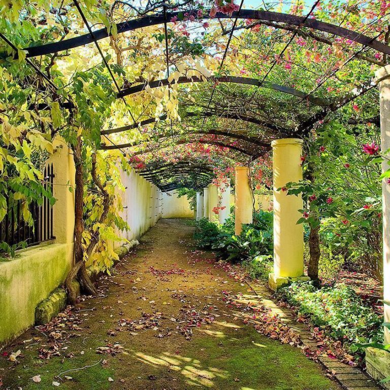 Fotobehang - Pergola
