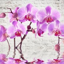 Fotobehang - Purple Delight